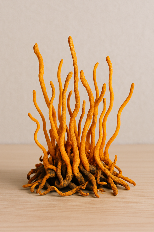 Cordyceps, vitalite, energie