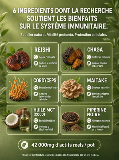 Grille des 6 ingrédients d'ImmunityMush : Reishi, Chaga, Maitake et autres actifs