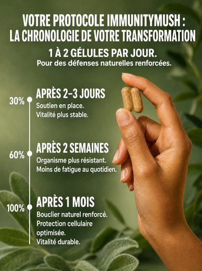 Chronologie du protocole ImmunityMush : résultats à 2-3 jours, 2 semaines et 1 mois