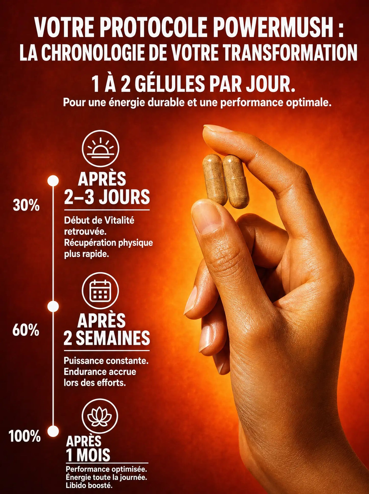 Chronologie du protocole PowerMush : résultats à 2-3 jours, 2 semaines et 1 mois